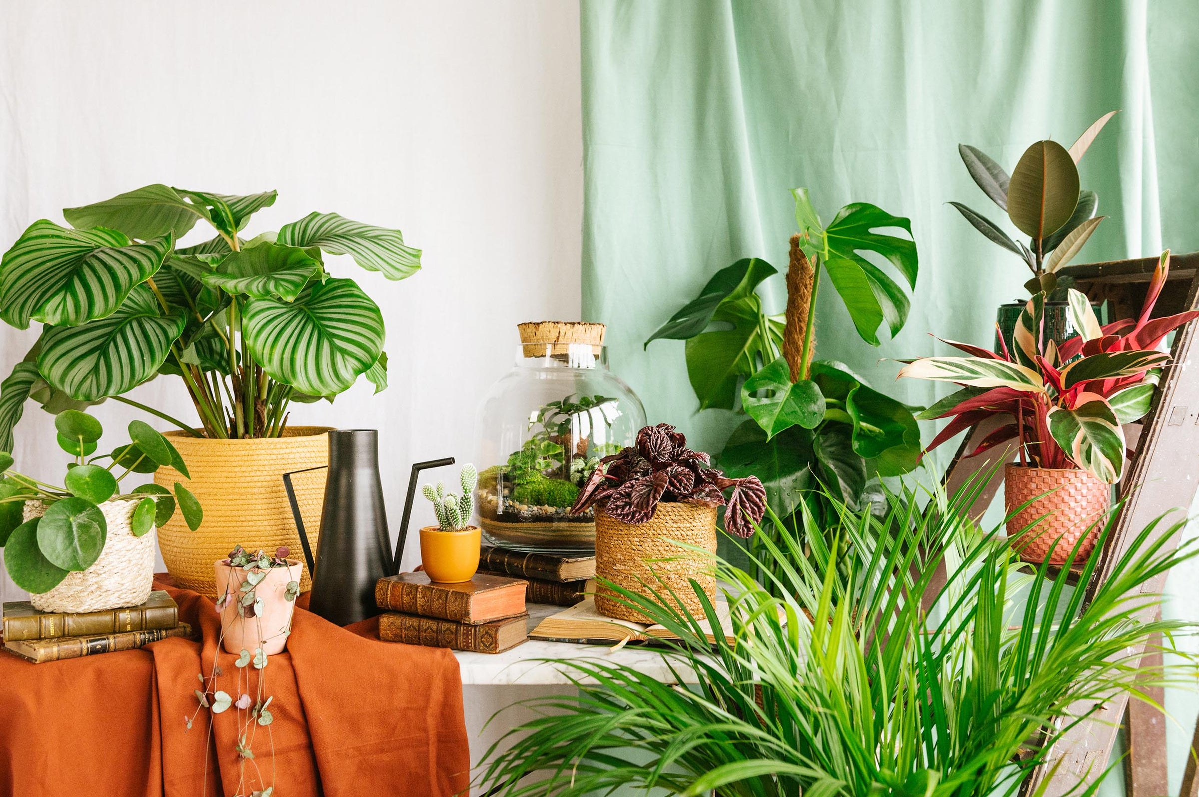 plantes d'intérieur