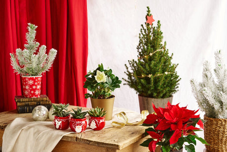 Sapin et décoration de Noël - La Green Touch