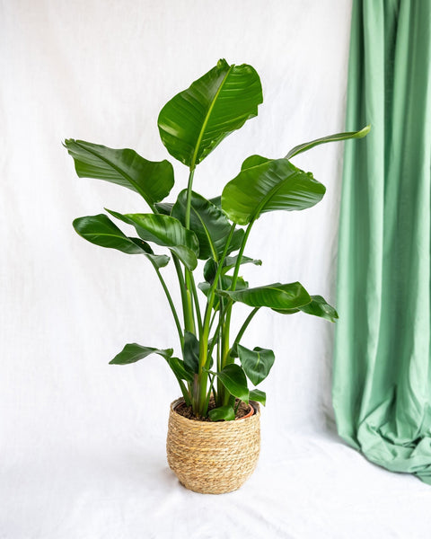 Strelitzia