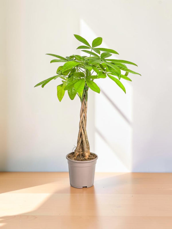 Pachira Aquática Ø19cm - ↕80cm