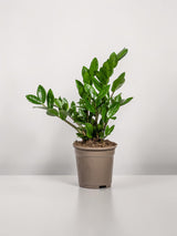Zamioculcas Zamiifolia Ø17cm - ↕40-50cm