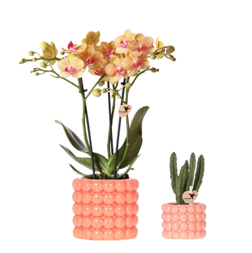 Set orchidée Jamaica orange et Stapelia - cache-pots Poppy orange - H 35 cm