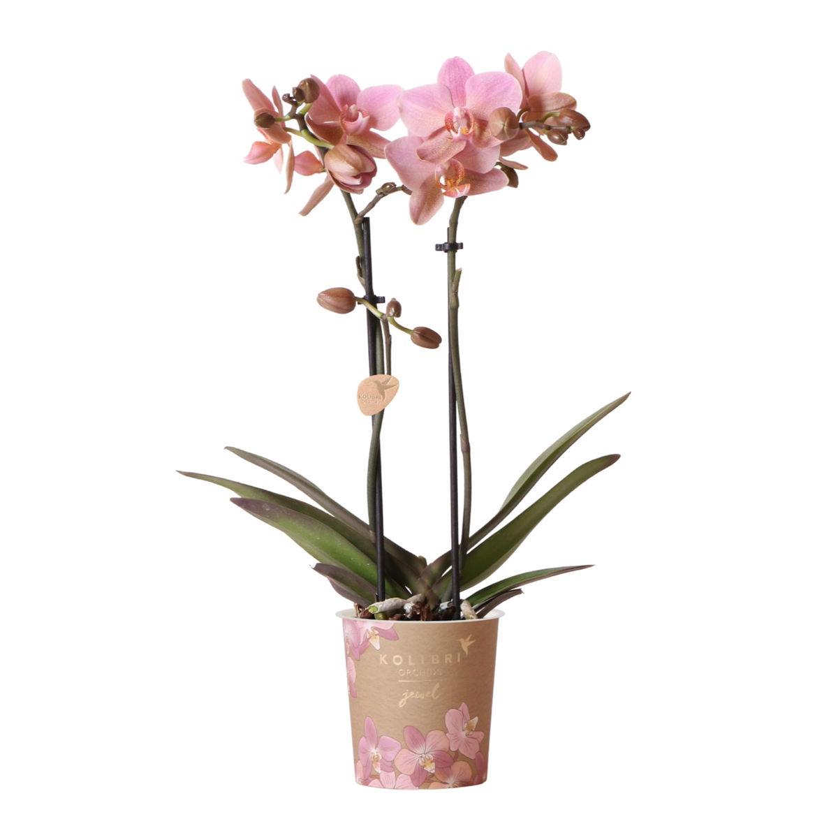 Orchidée Phalaenopsis vieux rose Mineral Treviso - H 35 cm, pot Ø9 cm
