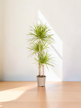 Dracaena Marginata Sunray