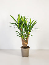 Yucca Branchu (Vertakt)