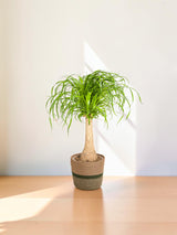 Beaucarnea Recurvata - Tronc avec cache-pot