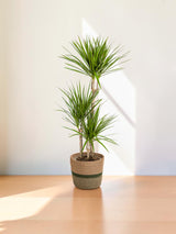 Dracaena Marginata Verte avec cache-pot