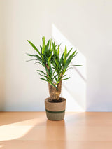 Yucca Branchu avec cache-pot