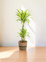 Dracaena Lemon Lime avec cache-pot