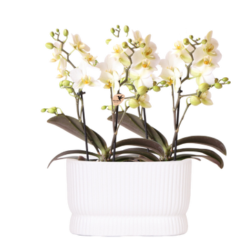 Duo d'orchidées Lausanne blanches en cache-pot Diabolo Twin - H 35 cm, pots Ø9 cm