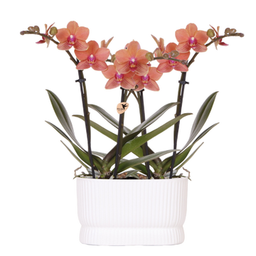 Orchidées Phalaenopsis orange Mineral Bolzano - lot de 2 en cache-pot double Diabolo blanc - H 40 cm, pot Ø9 cm