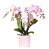 Orchidée Phalaenopsis rose Mineral Antwerpen avec cache-pot Bloom rose - H 40 cm, pot Ø9 cm