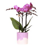 Orchidée Phalaenopsis violette Mineral Vienna avec cache-pot Bloom lilas - H 40 cm, pot Ø9 cm