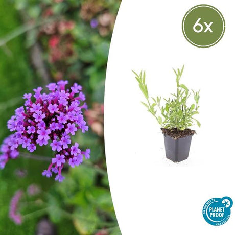 Verveine De Buenos Aires (Verbena bonariensis) '' - vue 12
