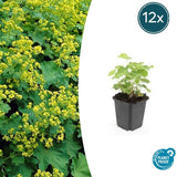 Alchémille Commune (Alchemilla Mollis) 'Mollis' - vue 6