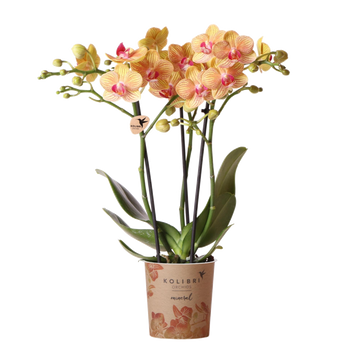 Orquídea laranja e seu vaso - h35cm, Ø9cm