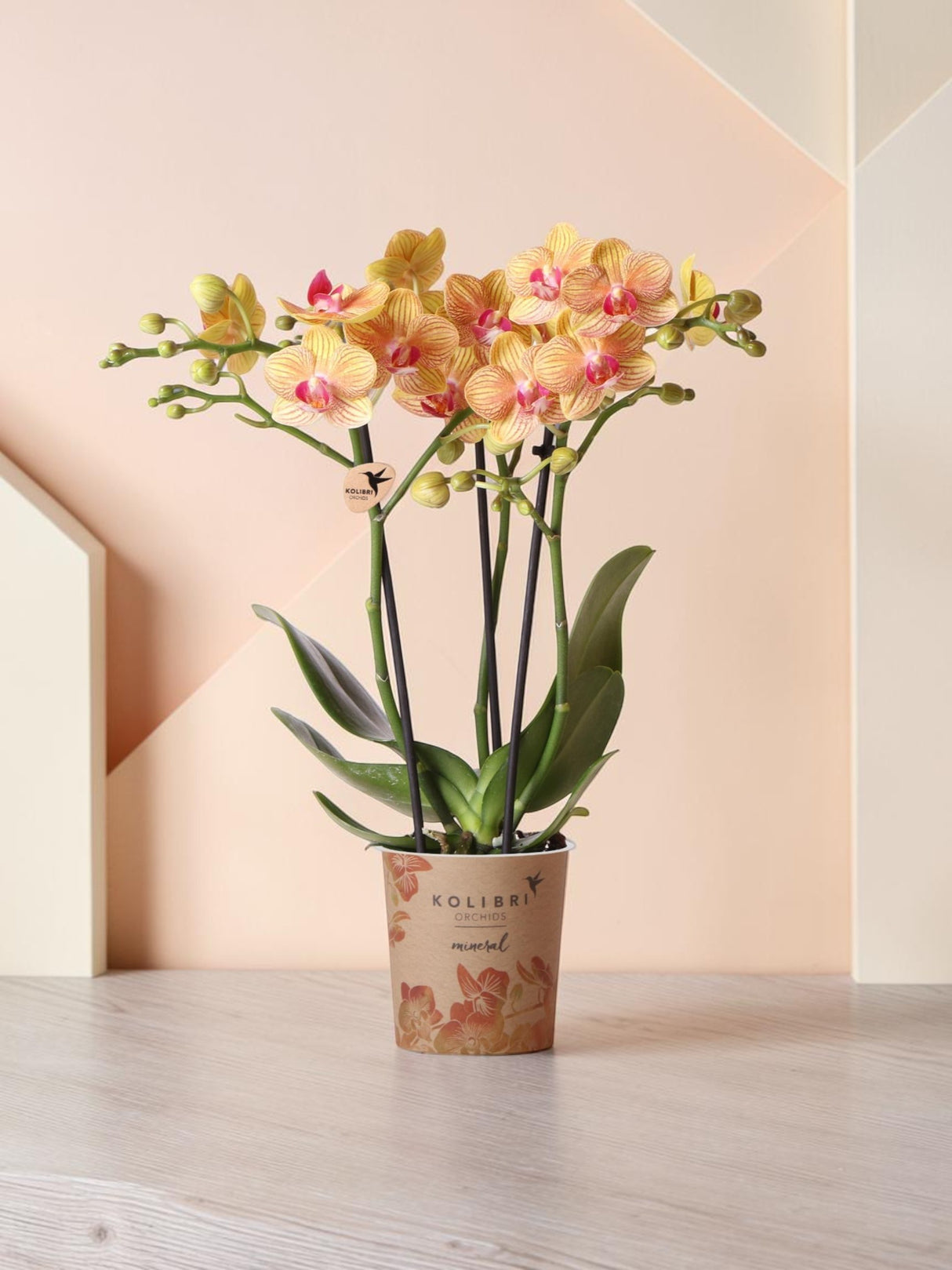 Orquídea laranja e seu vaso - h35cm, Ø9cm