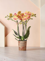 Orquídea laranja e seu vaso - h35cm, Ø9cm