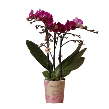 Orquídea roxa e seu vaso - h35cm, Ø9cm