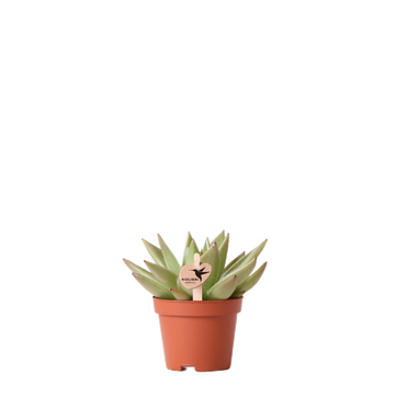 Echeveria Miranda h9cm - suculenta