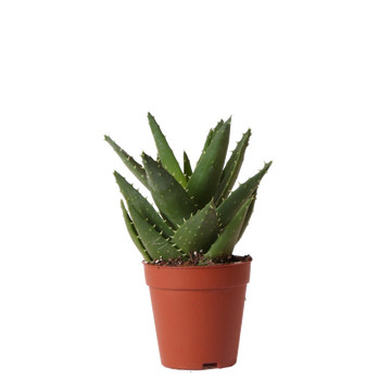 Aloë Brevifolia h20cm - suculenta
