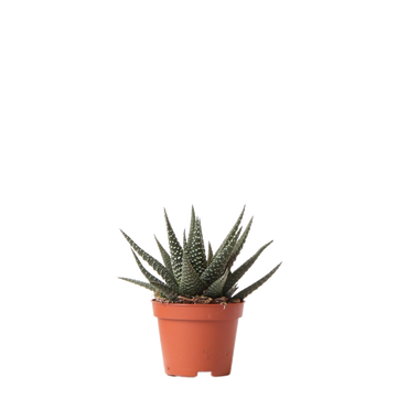 Alteza Real Haworthia altura 11cm