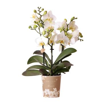 Orquídea branca - Ø9cm - planta de interior