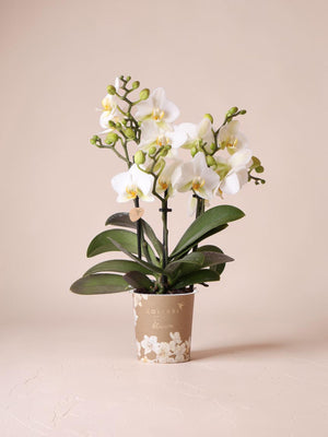 Orquídea branca - Ø9cm - planta de interior