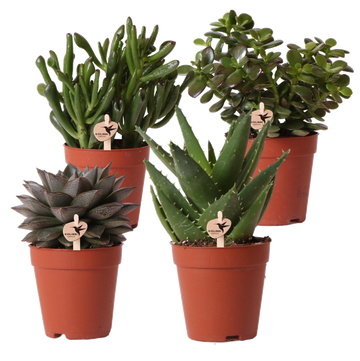 Caixa de presente suculenta - Conjunto de 4 plantas, altura 20cm