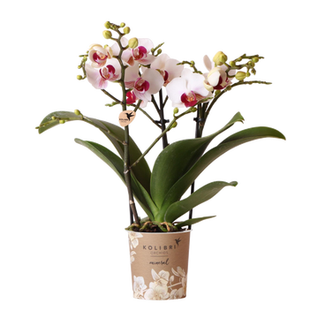 Orquídea branca e rosa - Ø9cm - planta de interior