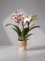 Orquídea branca e rosa - Ø9cm - planta de interior