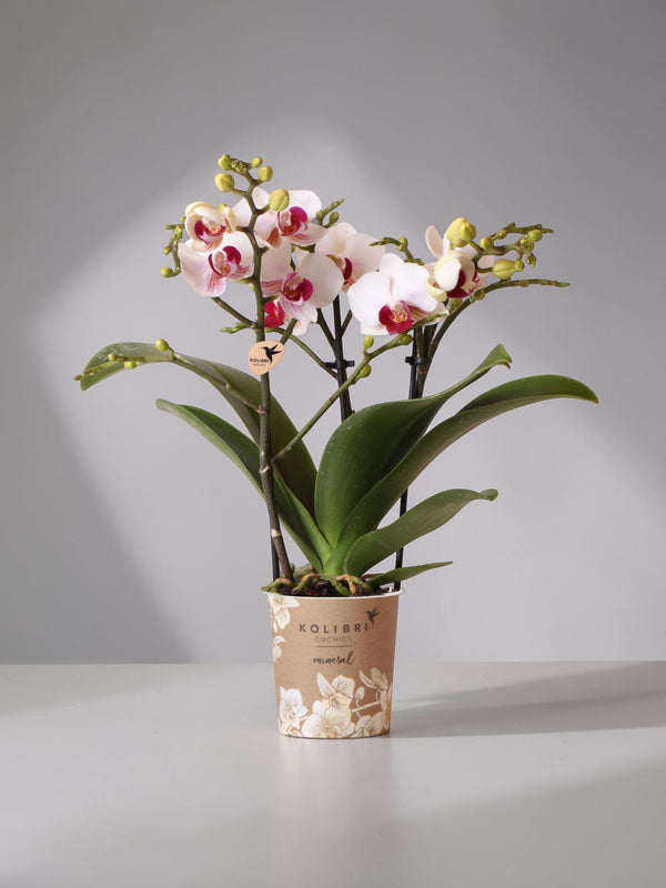 Orquídea branca e rosa - Ø9cm - planta de interior
