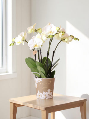 Orquídea branca - Ø12cm - planta de interior
