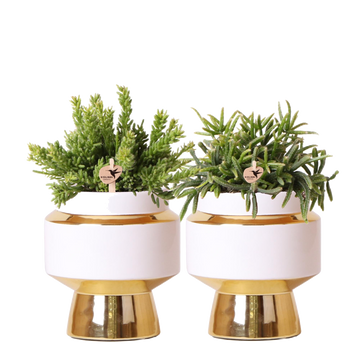 Duo Rhipsalis e seus vasos dourados