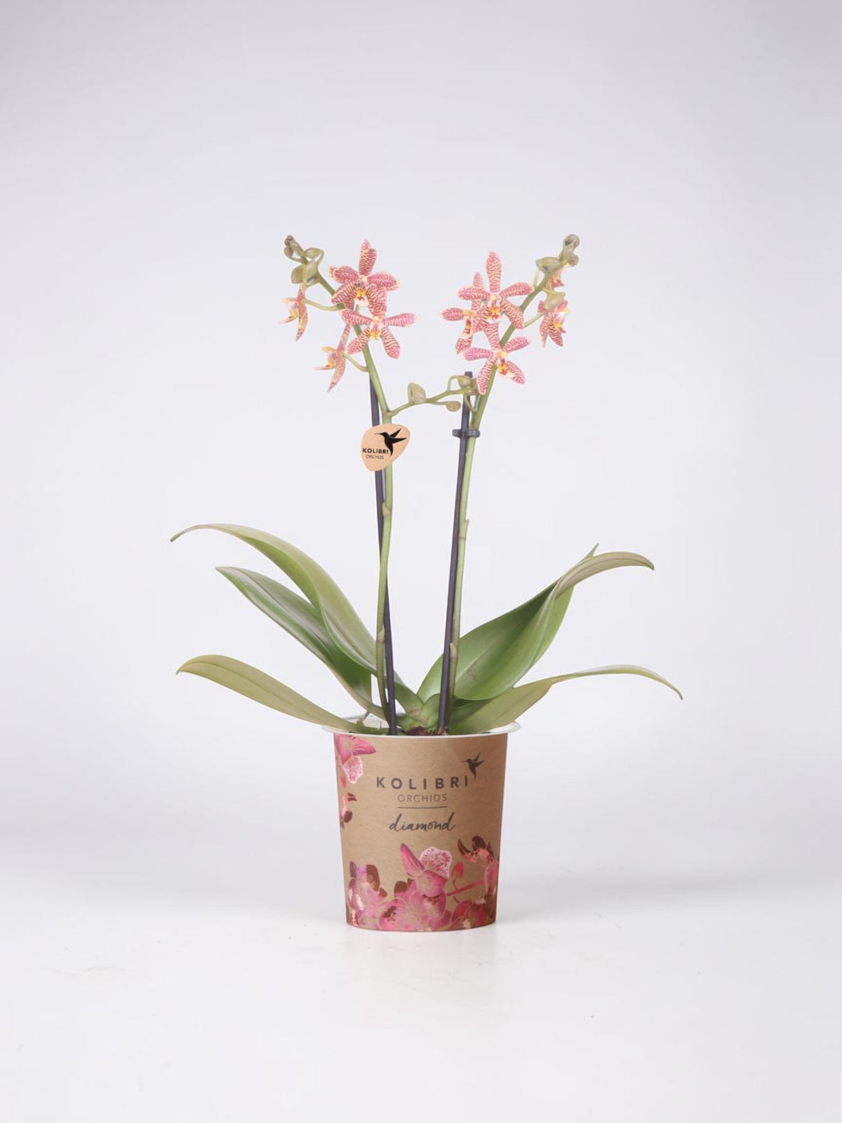 Orquídea Aranha Laranja em Vaso - Planta de Casa em Flor