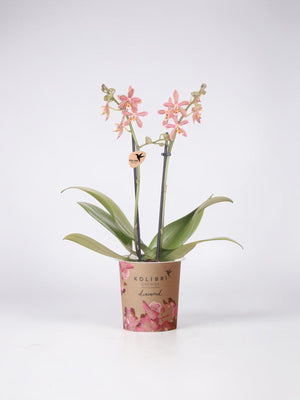 Orquídea Aranha Laranja em Vaso - Planta de Casa em Flor