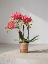 Orquídea Phalaenopsis vermelha - Congo - planta de casa florescente
