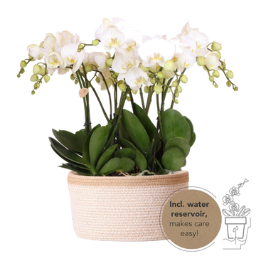 Cesto de algodão com 3 orquídeas brancas e rega integrada