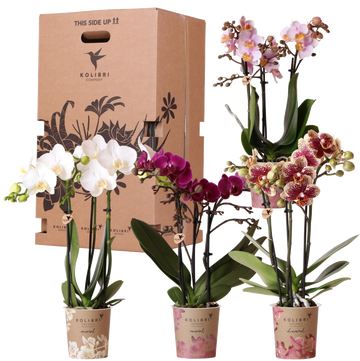Caixa Surpresa: 4 Orquídeas Variadas de Alta Qualidade