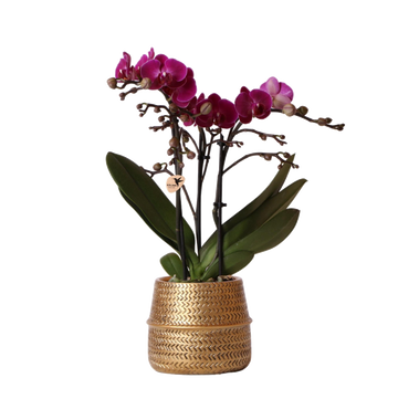 Orquídea Morelia Violet e seu vaso
