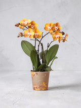 Orquídea Phalaenopsis Laranja - Jewel Las Vegas - Planta com Flores