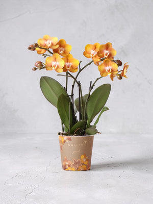 Orquídea Phalaenopsis Laranja - Jewel Las Vegas - Planta com Flores