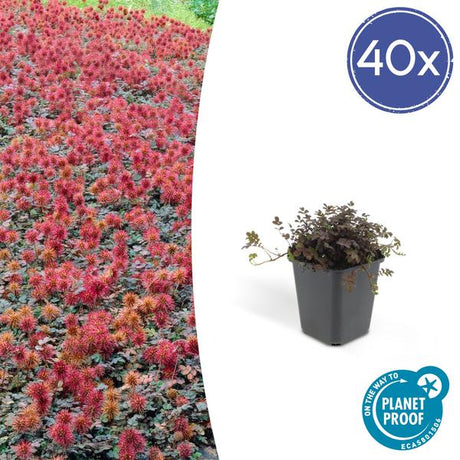 Acaena Microphylla (Acaena microphylla) 'Kupferteppich' - vue 15