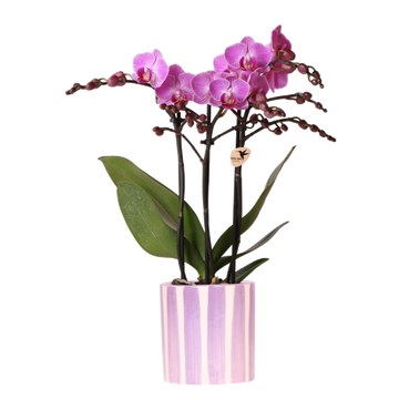 Orquídea phalaenopsis roxa 'Viena' + vaso listrado lilás