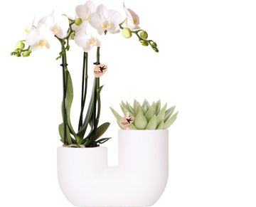 Amabilis e orquídea suculenta em vaso decorativo branco