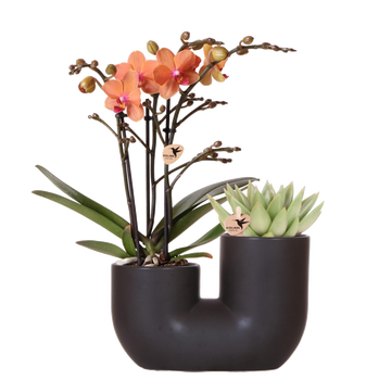 Orquídea e Suculenta em Black Pot Design