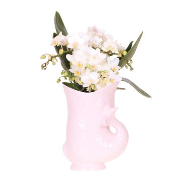 Orquídeas Kolibri | Orquídea Witte 'Nazaré' + Pote de peixe rosa - potmaat Ø9cm | bloeiende kamerplant - vers van de kweker