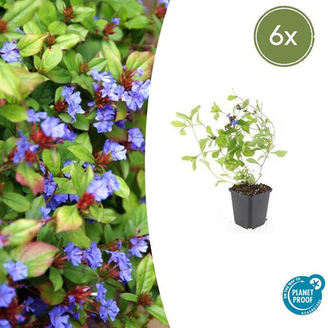 Plumbago De Chine (Ceratostigma Plumbaginoides) 'Plumbaginoides' - vue 12