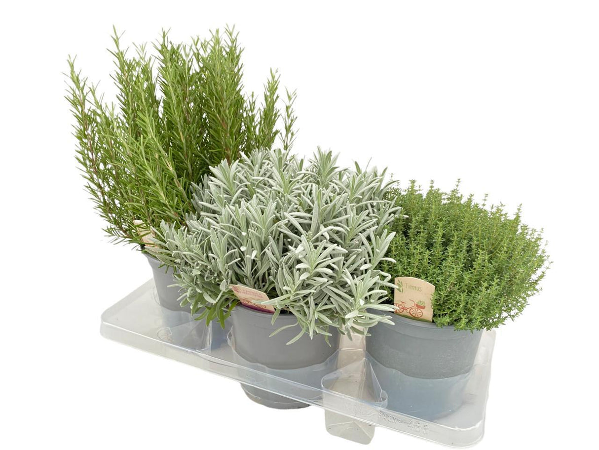 Livraison plante 3 herbes aromatiques d18cm h40cm