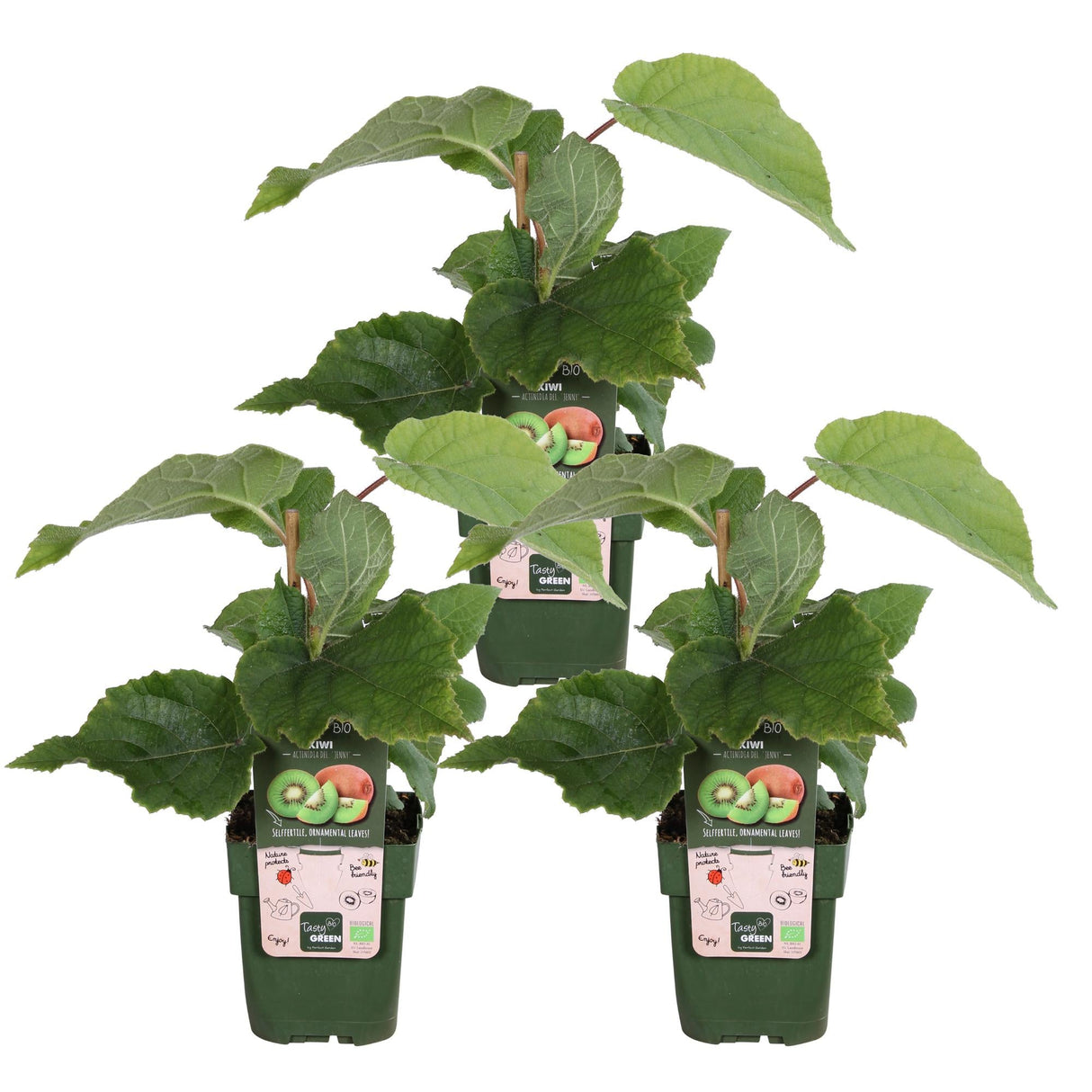 Livraison plante 3X - Actinidia delciosioa 'Jenny'